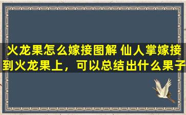 火龙果怎么嫁接图解 仙人掌嫁接到火龙果上，可以总结出什么果子